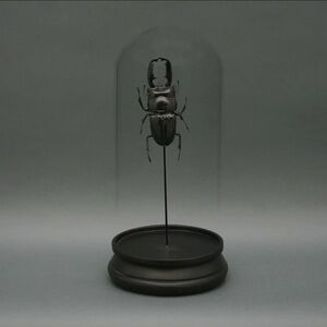 Giant Stag Black Beetle Display Dome